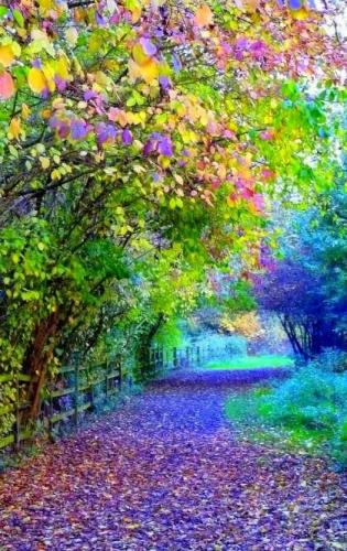 Rainbow tree path