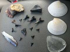 Beach treasures sharks teeth shells sea glass and petrified bone