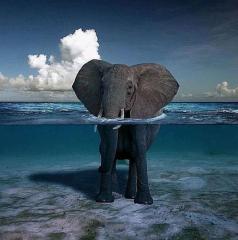Elephant  wading in the sea
