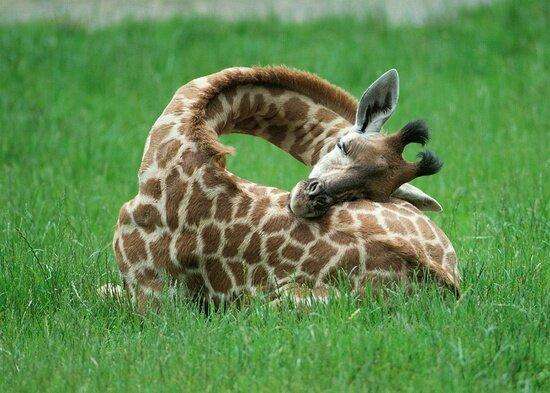 Baby Giraffe Sleeping