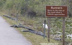 Runners in the Everglades Please move off the side of the road for aligator feeding