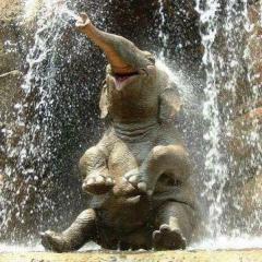 Happy Elephant Shower