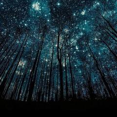 Starry night revisited from the forest
