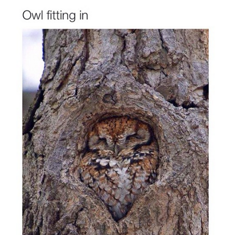 Owl Fitting In