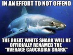 PC The great white shark is now the average caucasian shark