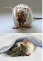 Pet rat with a teddy bear