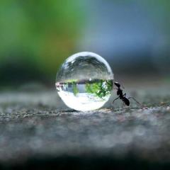 Ant Pushing a Water Droplet