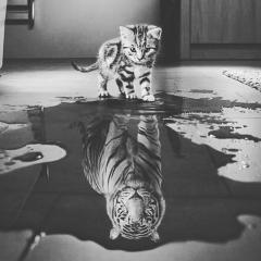 A kitten doesn&#039;t know it isn&#039;t a tiger when it feels like a tiger