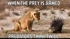 When the prey is armed... predators think twice.