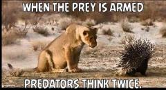 When the prey is armed predators think twice
