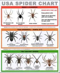 USA Spider chart