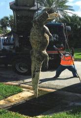11 foot gator pulled from storm drain in Ft Meyers