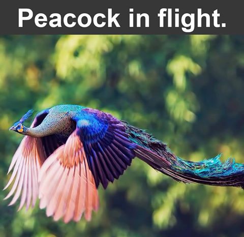 Peacock in Flight