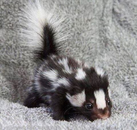 Baby Skunk (unscented variety, lol)