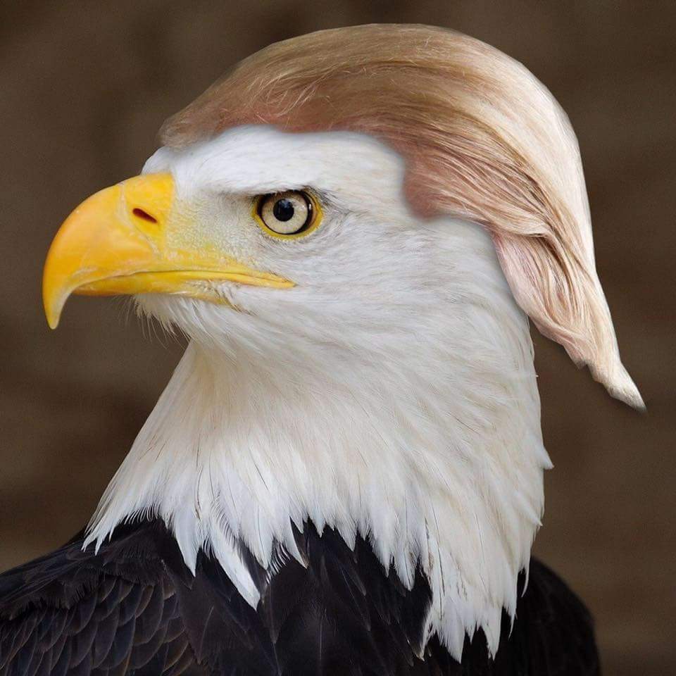 Eagle with a Trump Hair Do