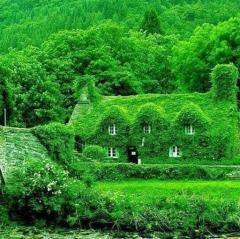 the greenest green house covered in ivy