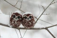 two cute owls in the snow