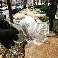 Water on a leaf frozen