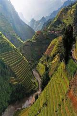 Rice terraces. Valley of the River in Bhutan (Himalaya)