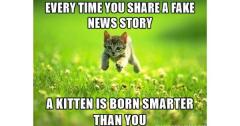 fake news kitten