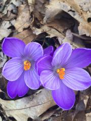 amanda purple flower