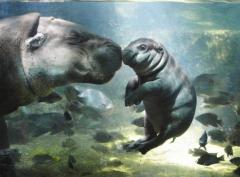 Mother and baby Hippo under water