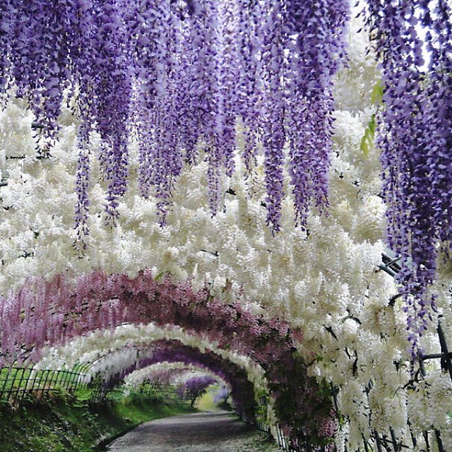 Japanese Garden Lilac Path