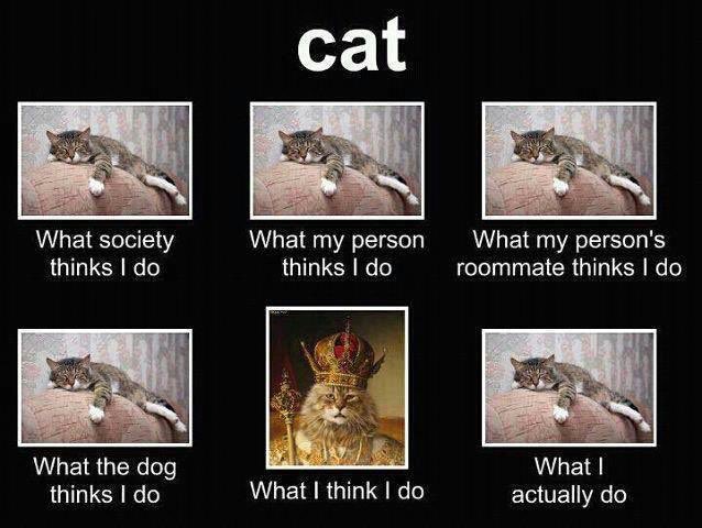 what cats do
