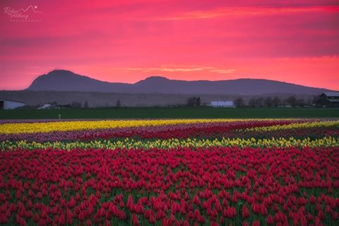 A gorgeous sunset in Tulip Town, Skagit Valley