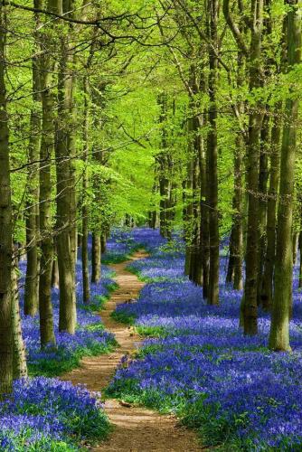 Spring Bluebell path