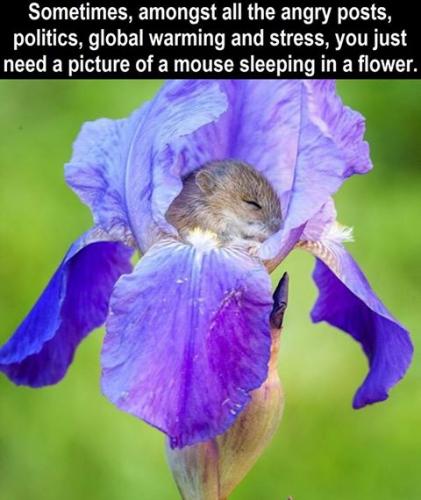 Mouse in Flower