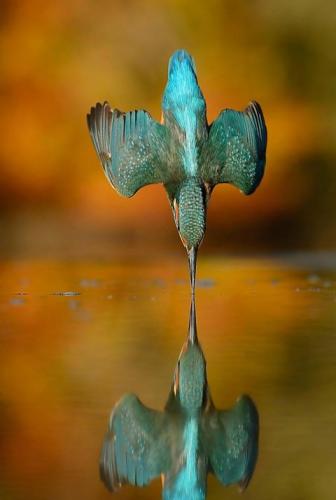 Double Kingfisher