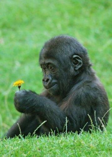 baby gorilla with a flower