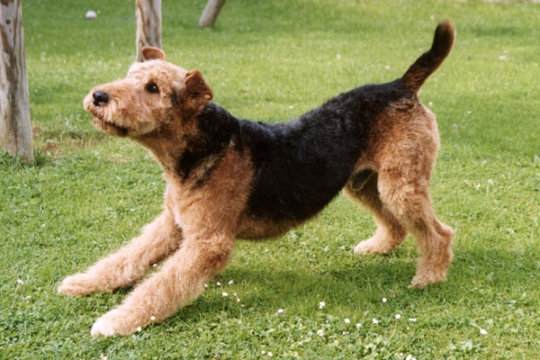 Airedale Terrier 009