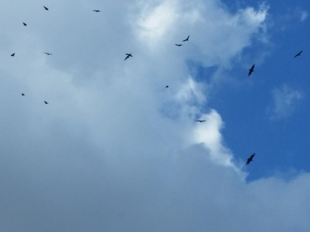 Yikes buzzards flying overhead