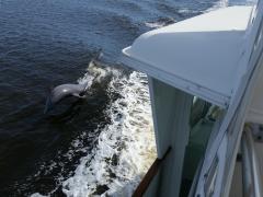 Dolphin jumping our wake on the starboard side