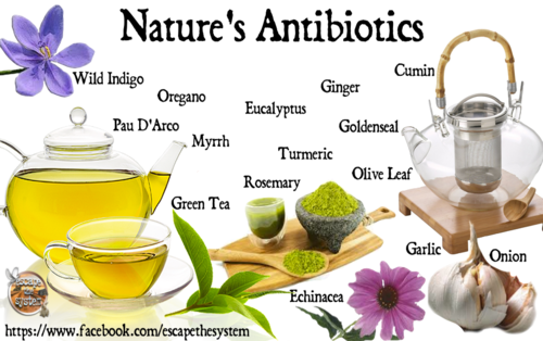 natures_antibiotics
