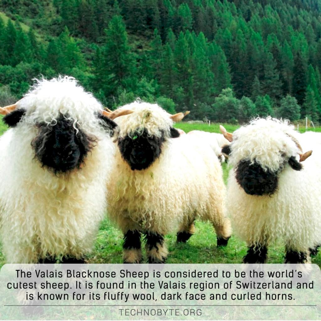 Valais-Black-Nose-Sheep-aka-worlds-cutest-sheep