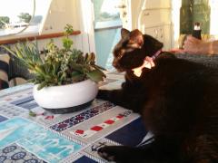 4oj kitty loves her plant