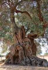 Sa Reina (The Queen) - 900 year old olive tree in Villamassargia, Sardinia, Italy
