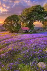 A beautiful field with flowers
