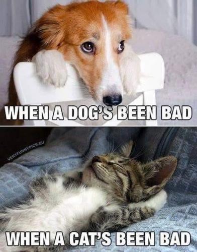 when a dog has been bad vs when a cat has been bad