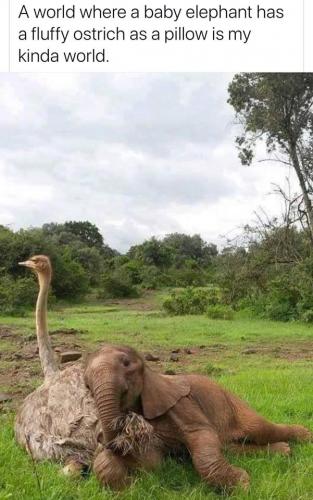 ostrich and elephant