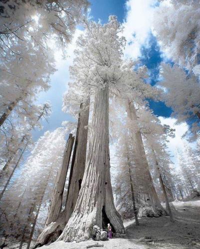 Winter in Sequoia National Park