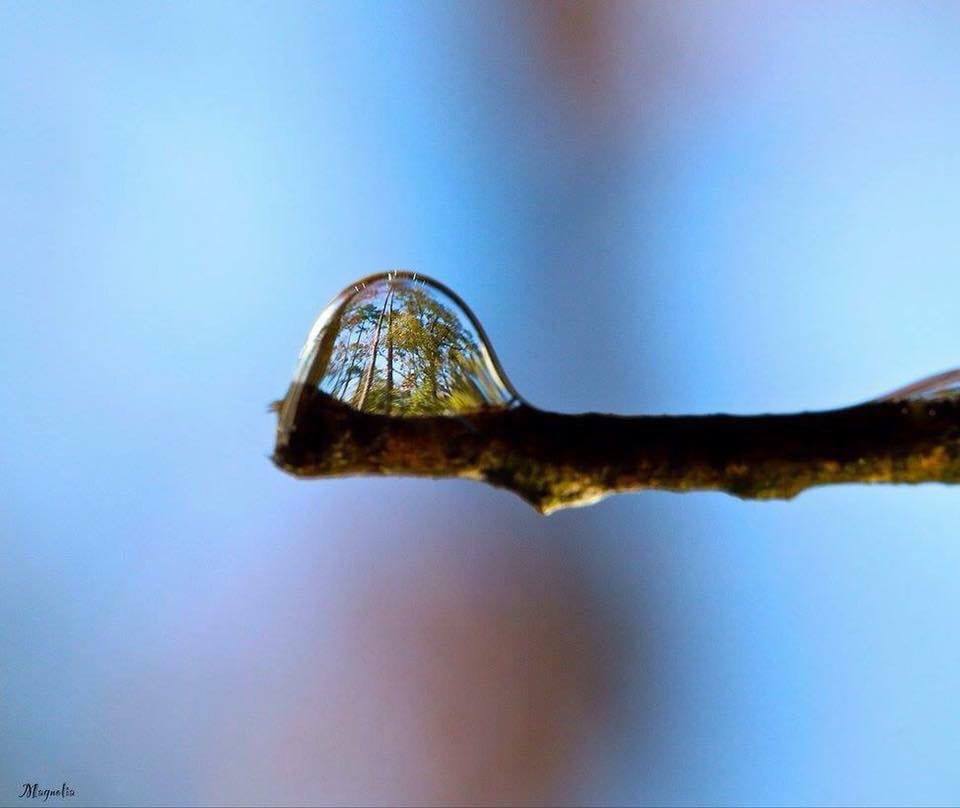 The forest reflected in a water droplet.