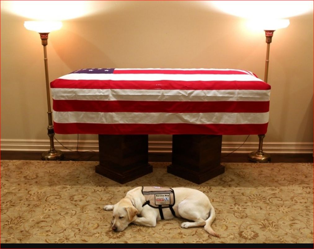 President H W Bush service dog asleep in front of his casket