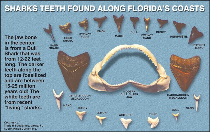 Types of Florida sharks teeth