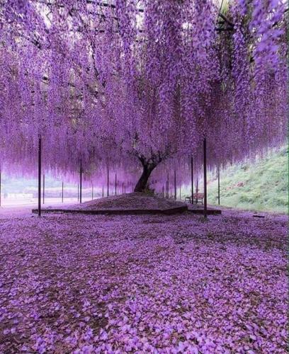 200 year old Wisteria tree