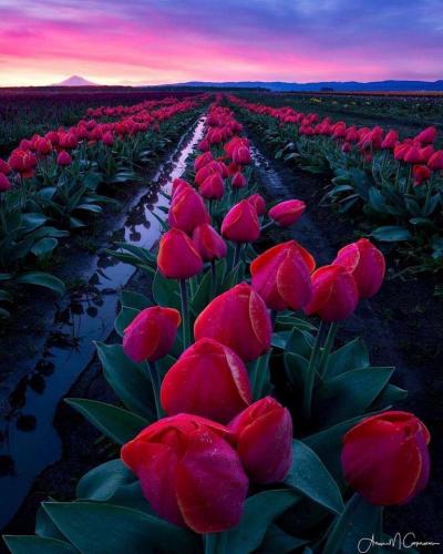 Beautiful tulips at sunrise, Woodburn, Oregon