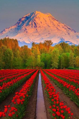 Mt Rainier and Tulip fields in Puyallup